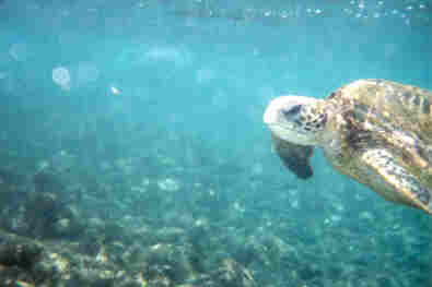 another sea turtle
