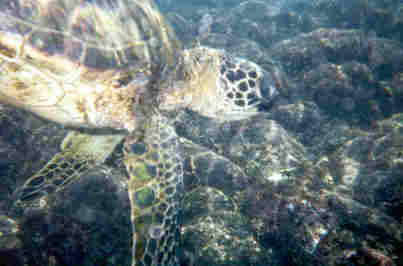 Susie's sea turtle