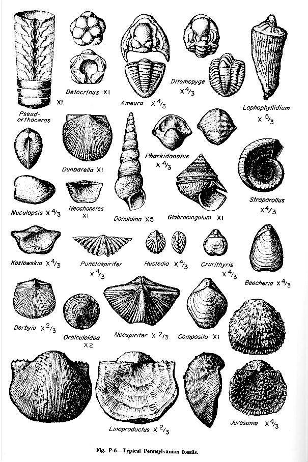 Cenozoic Fossils