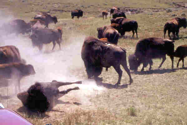 Buffalo boys fighting