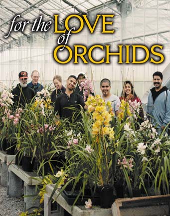 Orchid Cover Picture